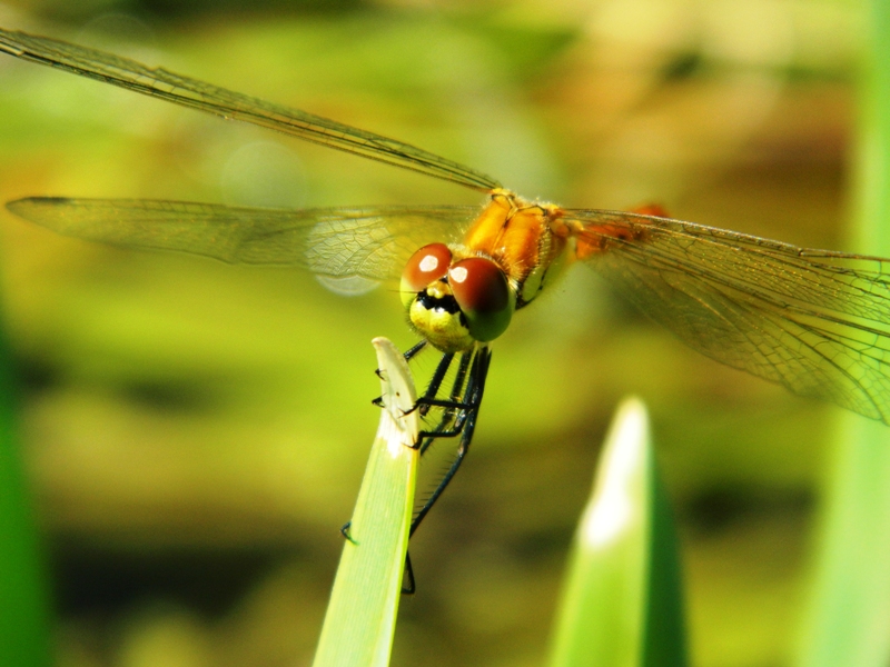 Sympetrum sp